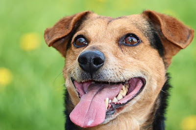 Dog Images Dog Images