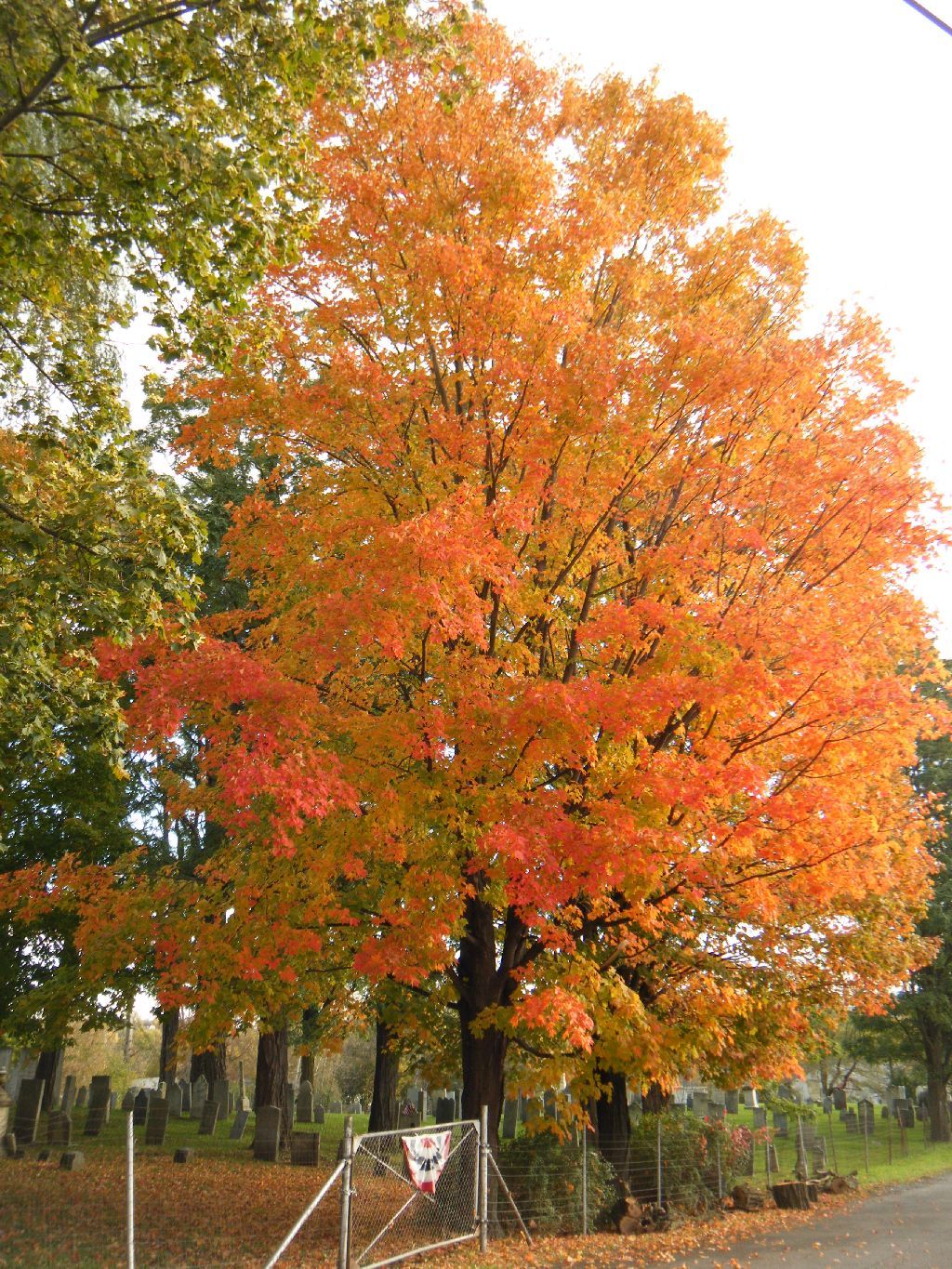 клены во дворе. клены во дворе. канадский клен во дворе. клён остролистный возле дома. клен во дворе дома.