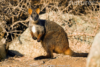 Wallaby rocoso cola de cepillo (Petrogale penicillata)