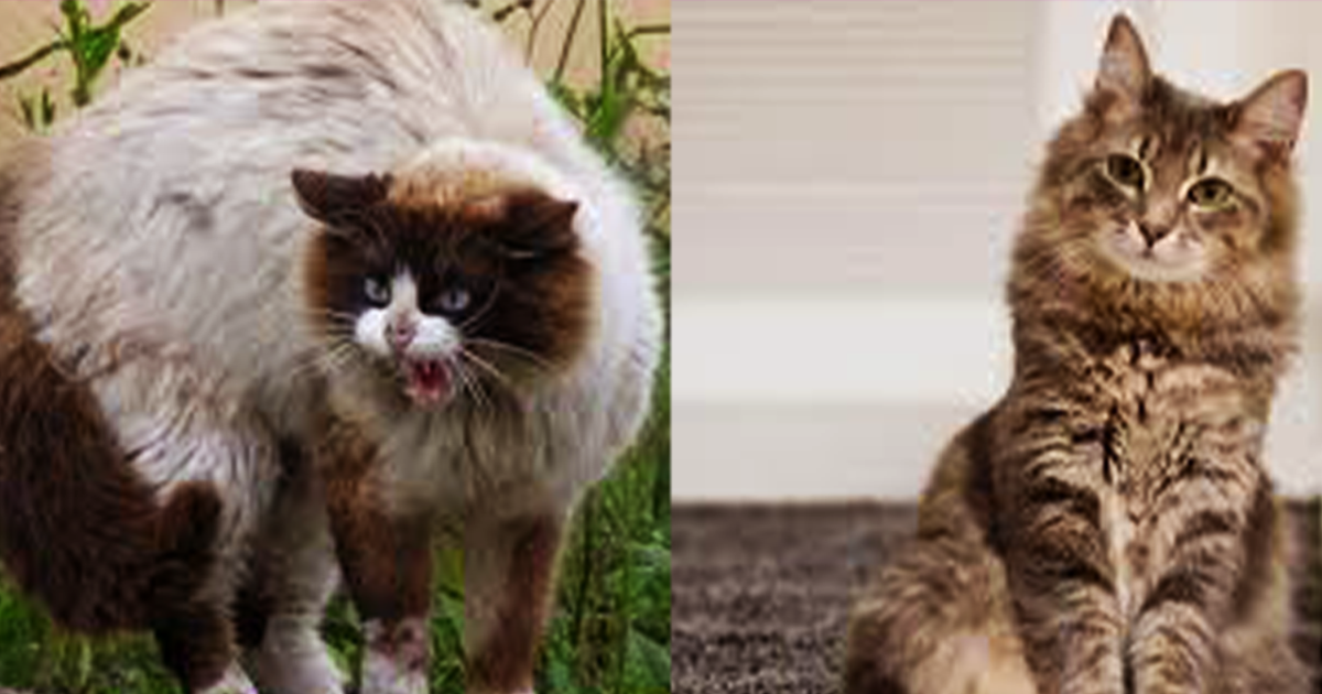 Can Feral Cats Be Tamed