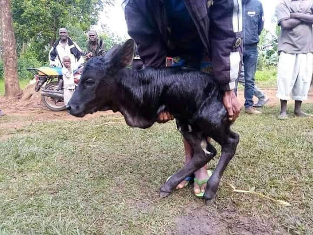 cow gave birth to a calf that has two legs photo