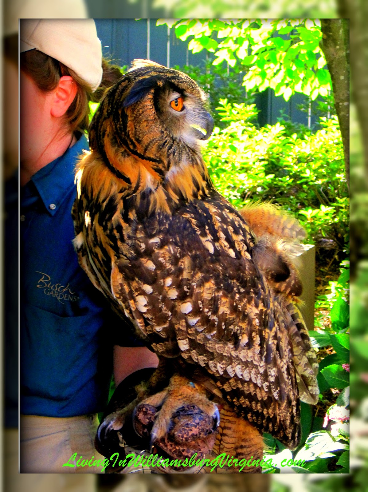 Living In Williamsburg, Virginia Wise Old Owl, Busch Gardens