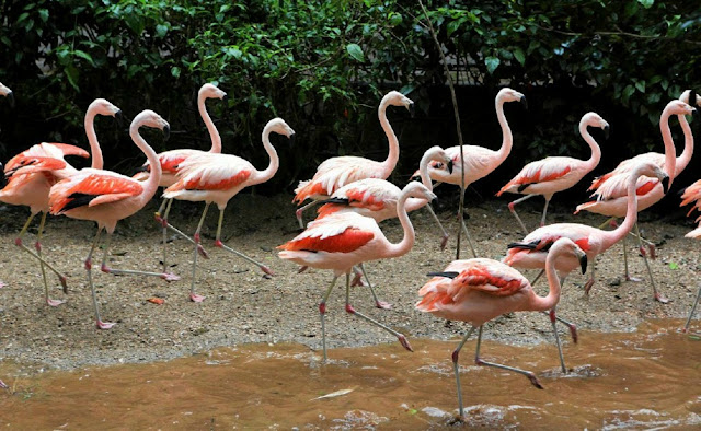 Фламинго в бразильском зоопарке радуются выздоровлению своего товарища