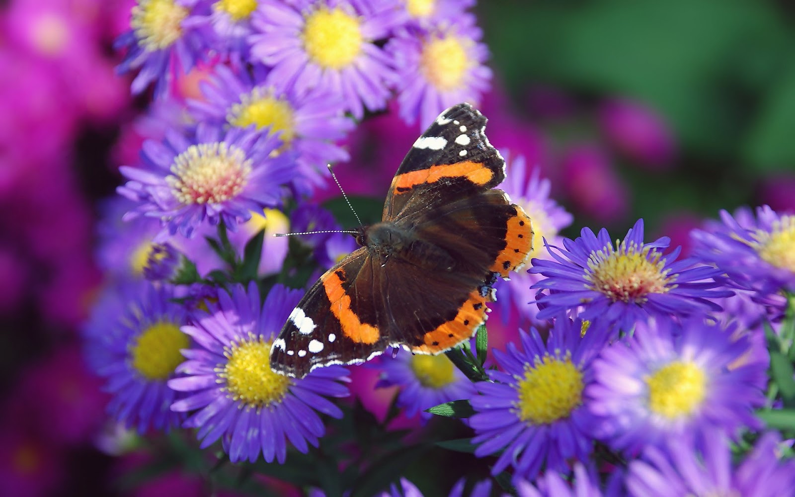http://1.bp.blogspot.com/-7RgJ9U94p80/UDZHFMr0VdI/AAAAAAAAA5s/UXcj1eGyrUA/s1600/hd-vlinder-wallpaper-met-een-bruin-oranje-vlinder-op-een-paarse-bloem-achtergrond-foto.jpg