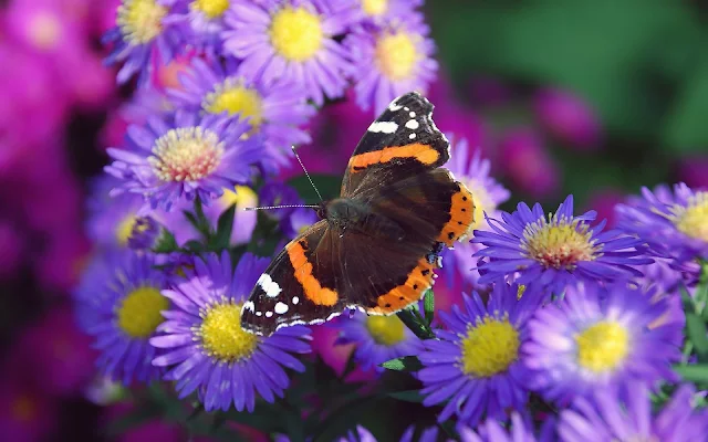 Bruin oranje vlinder op een paarse bloem