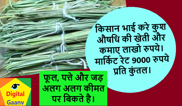 कुश औषधि की खेती करे किसान जिसका मार्किट भाव है 9000 रुपये कुंतल।