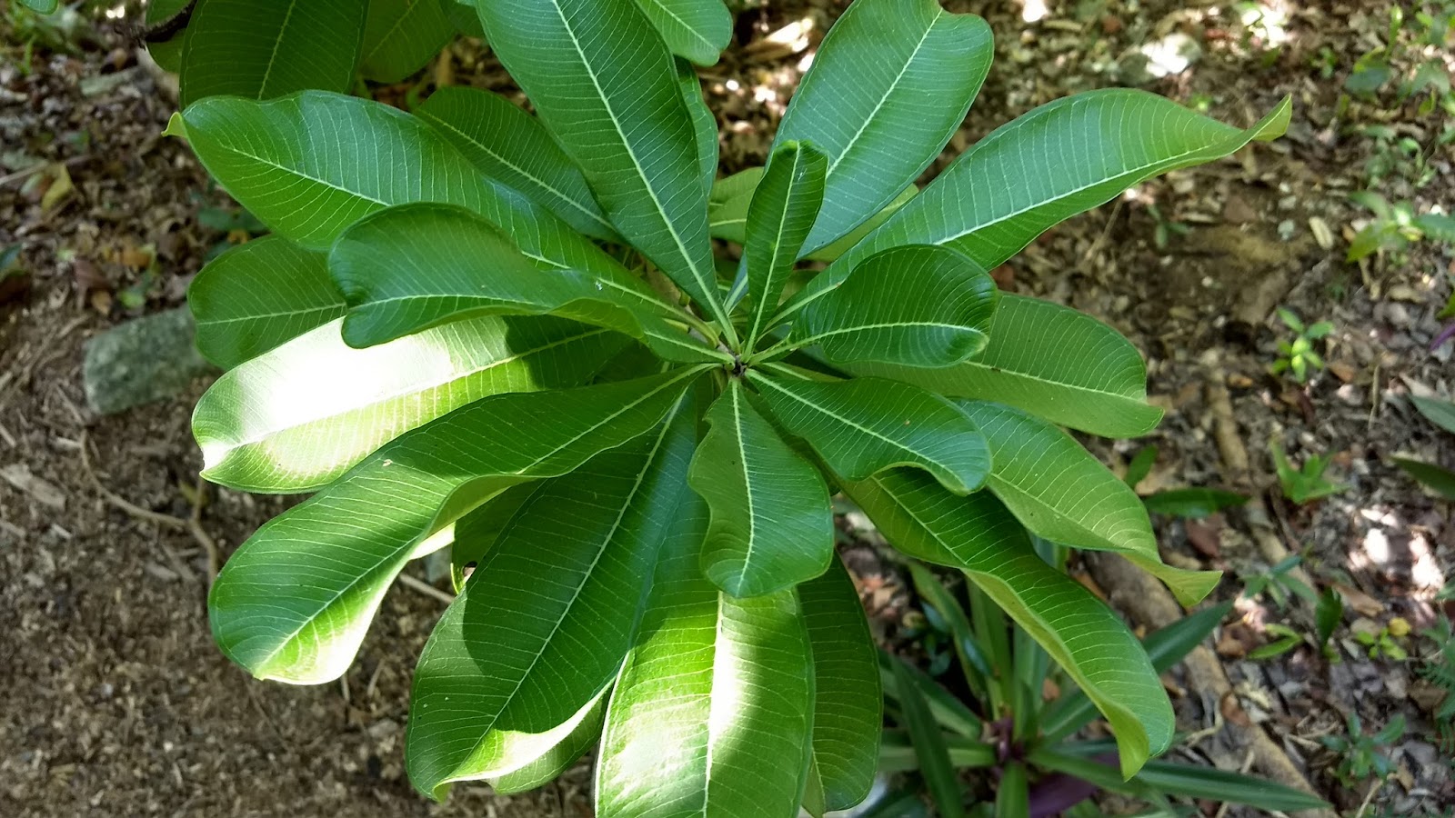 A Letter From Israel The Judas Tree Of Israel