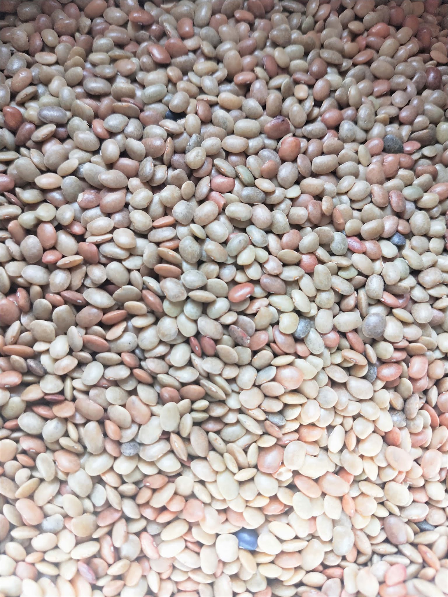 know about kannada and Karnataka Beans, Pulses in kannada and English