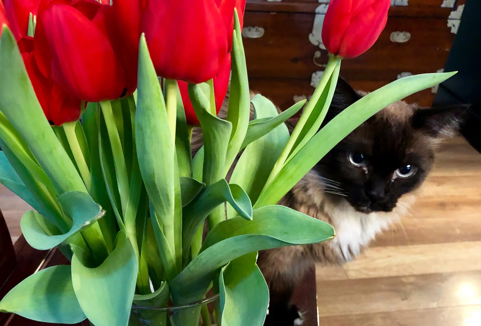 JaneVille from my sketchbook tulips (and cats)