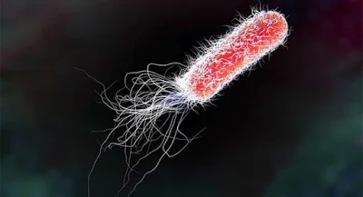 Bakteri E. Coli