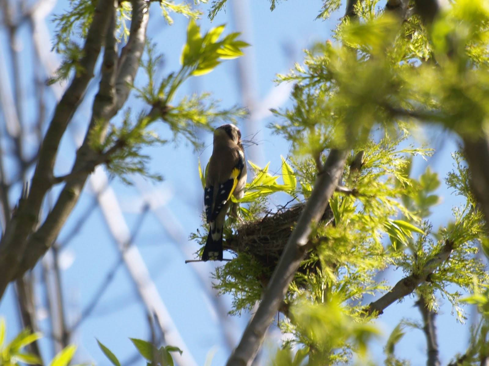Fotografiando mi Mundo: El Jilguero... sus nidos son una obra maestra !