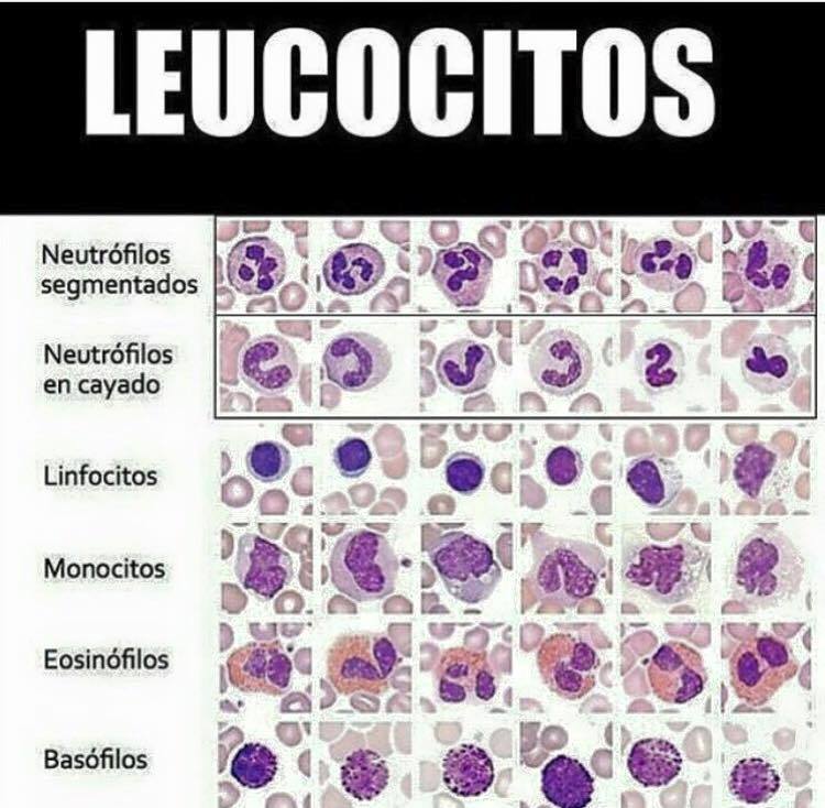 Repaso rápido sobre los Leucocitos + VIDEO Medicina mnemotecnias Repaso rápido sobre los Leucocitos + VIDEO Medicina mnemotecnias