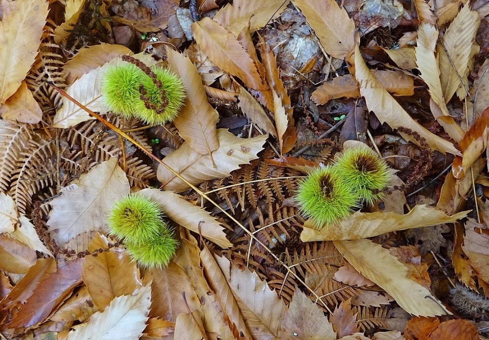 Así me gusta el mundo LOS COLORES DE OCTUBRE.