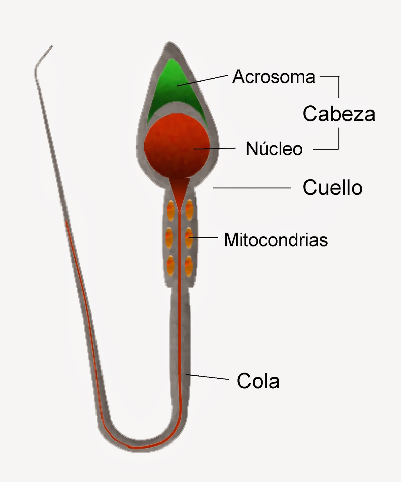 Esquema de las partes de un espermatozoide