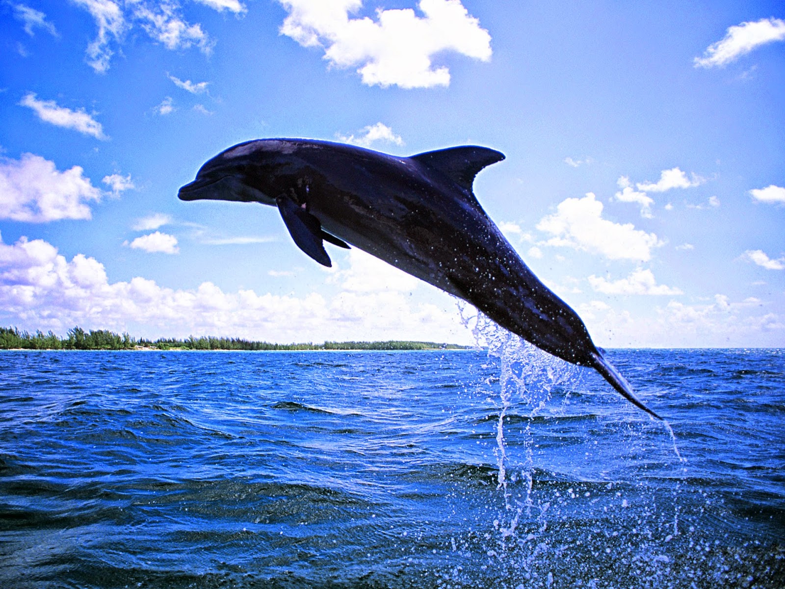 Dolphin HD Wallpapers Earth Blog