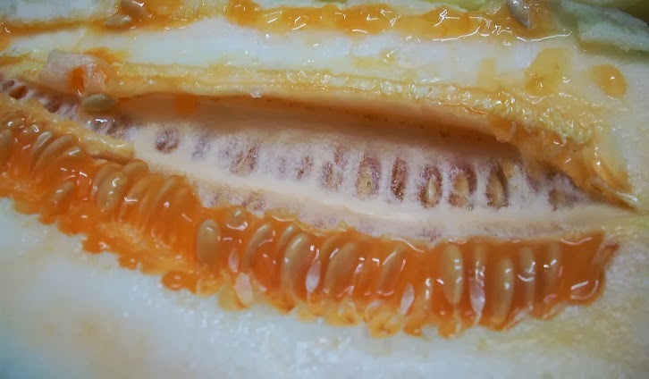 Semua Menjadi: Timun Betik Timun Suri Timun Acheh