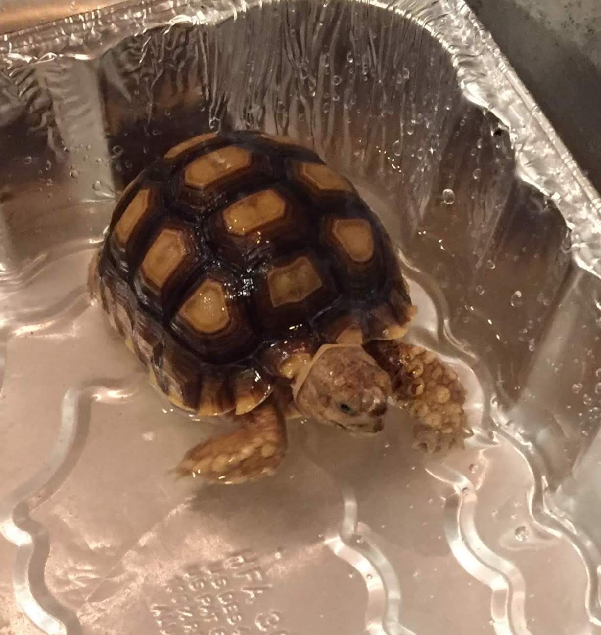 Princeton Nature Notes How To Bathe a Tortoise