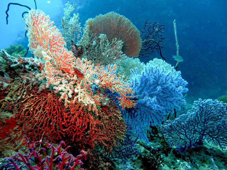 Scuba Diving Phuket Similan Islands Phuket Thailand. The Best