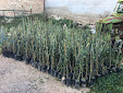 Planting Olive trees