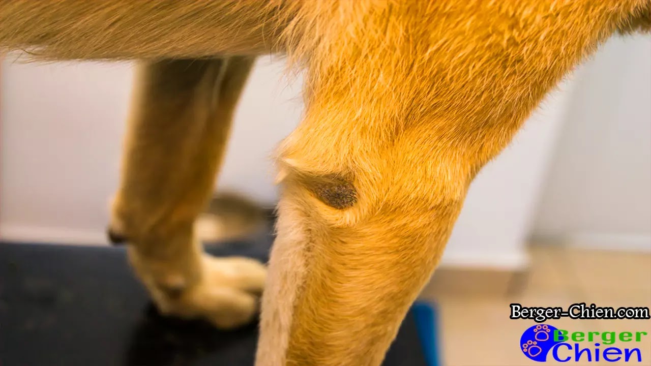 Hygroma coude chien symptômes, Causes et traitement