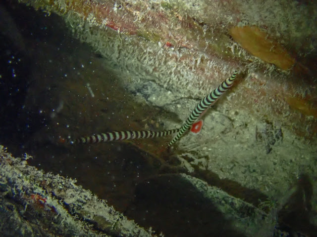 Dunckerocampus dactyliophorus Dunckerocampus dactyliophorus