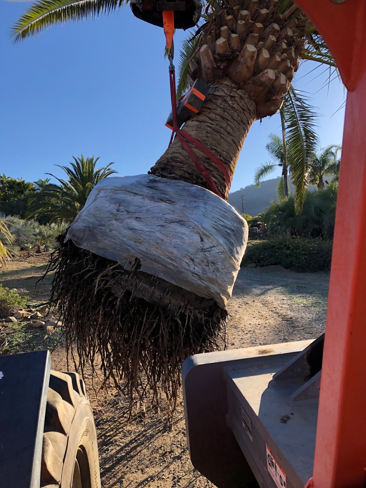 Gregory Palm Farms HOW MUCH DO YOU THINK OUR 8 FOOT CANARY ISLAND