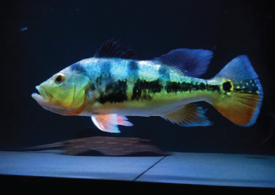 Peacock Bass Monoculus Si Roket Dengan Wajah Manusia