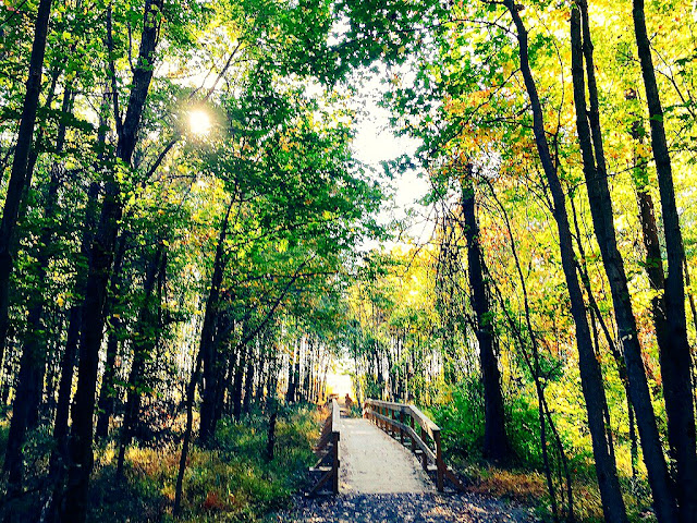 Trail at Mercer Meadows