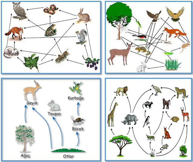 BESİN ZİNCİRİ VE ENERJİ AKIŞI (8.SINIF)