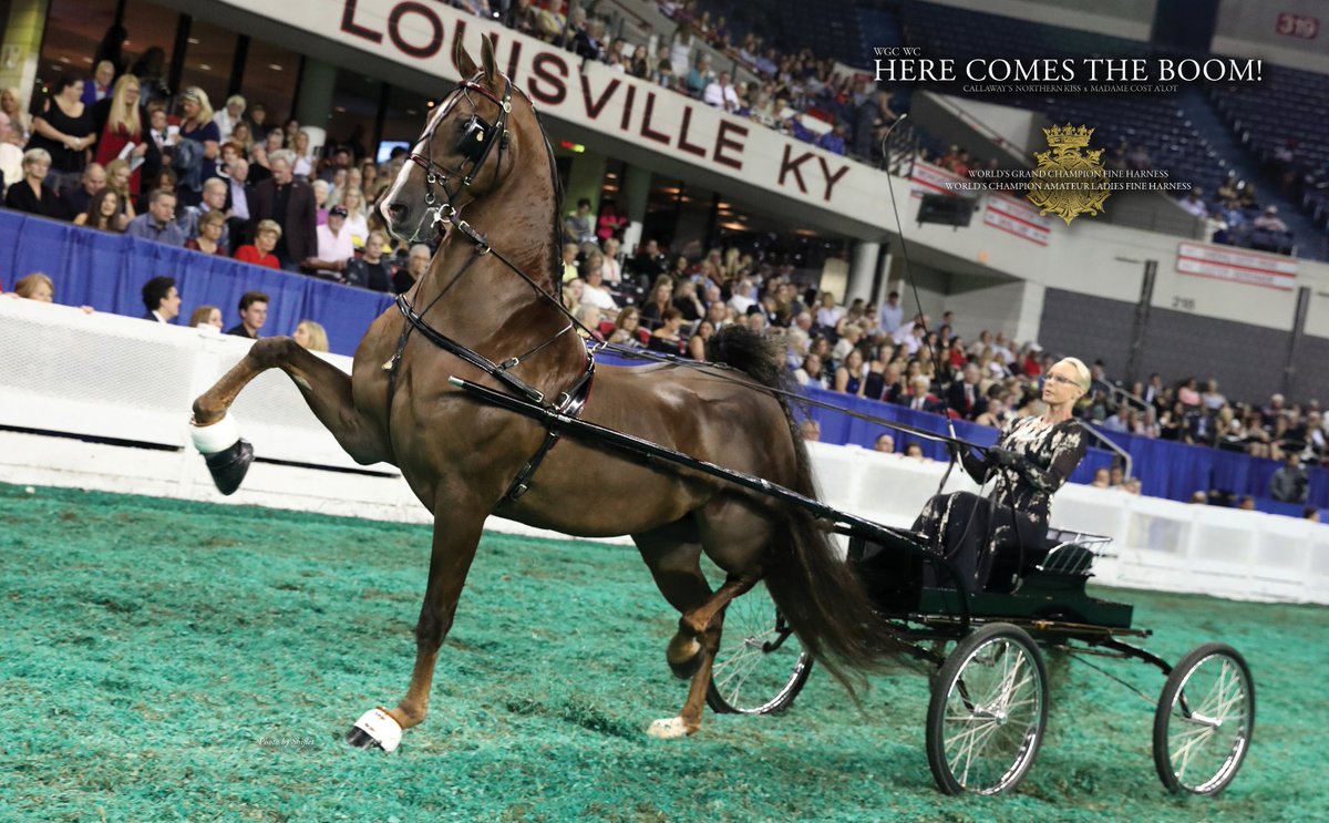 Hippoevent - Open House 2018 @ Van der Wiel Harness