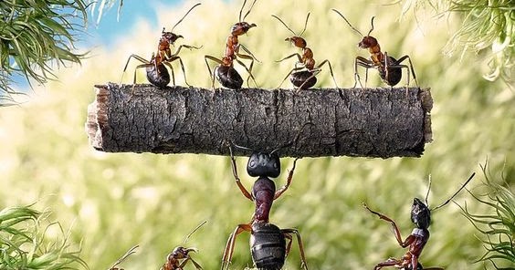 Kisah Nabi Sulaiman dan Semut Lengkap - ISLAM SAMPAI MATI