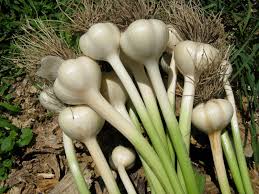 Benefits And Efficacy of Garlic For Health - Medicinal Plants Benefits And Efficacy of Garlic For Health - Medicinal Plants