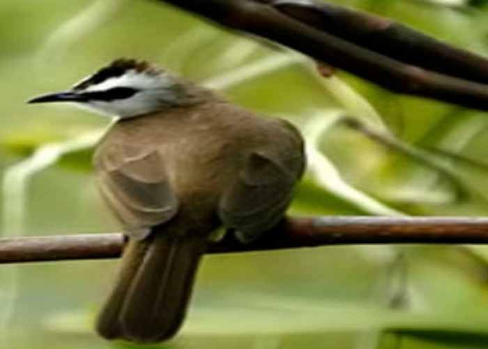 5+ Cara Merawat Burung Trucukan Agar Tetap Gacor
