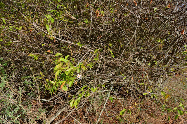 Grewia occidentalis Grewia occidentalis