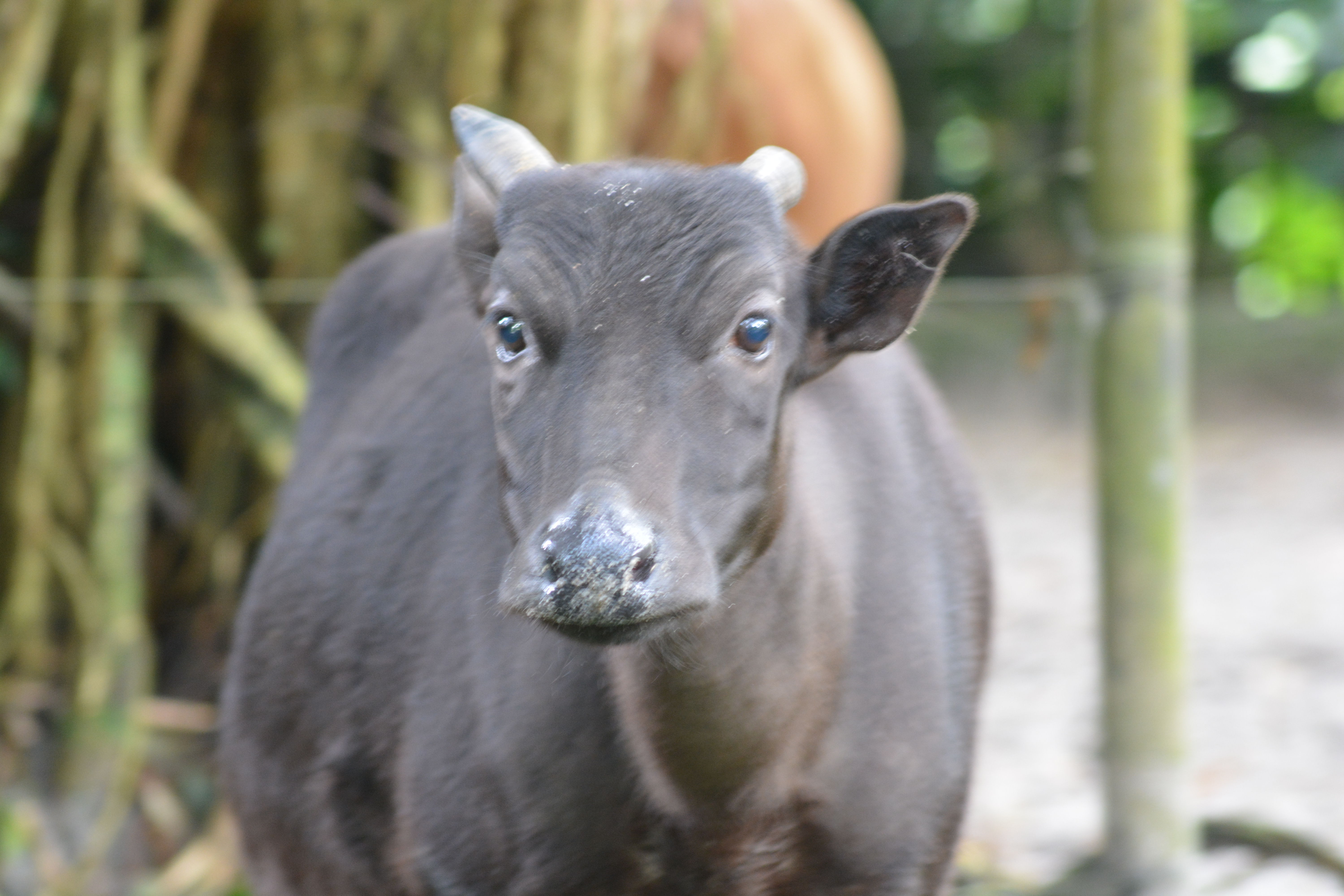 Anoa Dwarf Buffalo Bubalus Depressicornis Sapi Hutan Asli Indonesia Planter And Forester