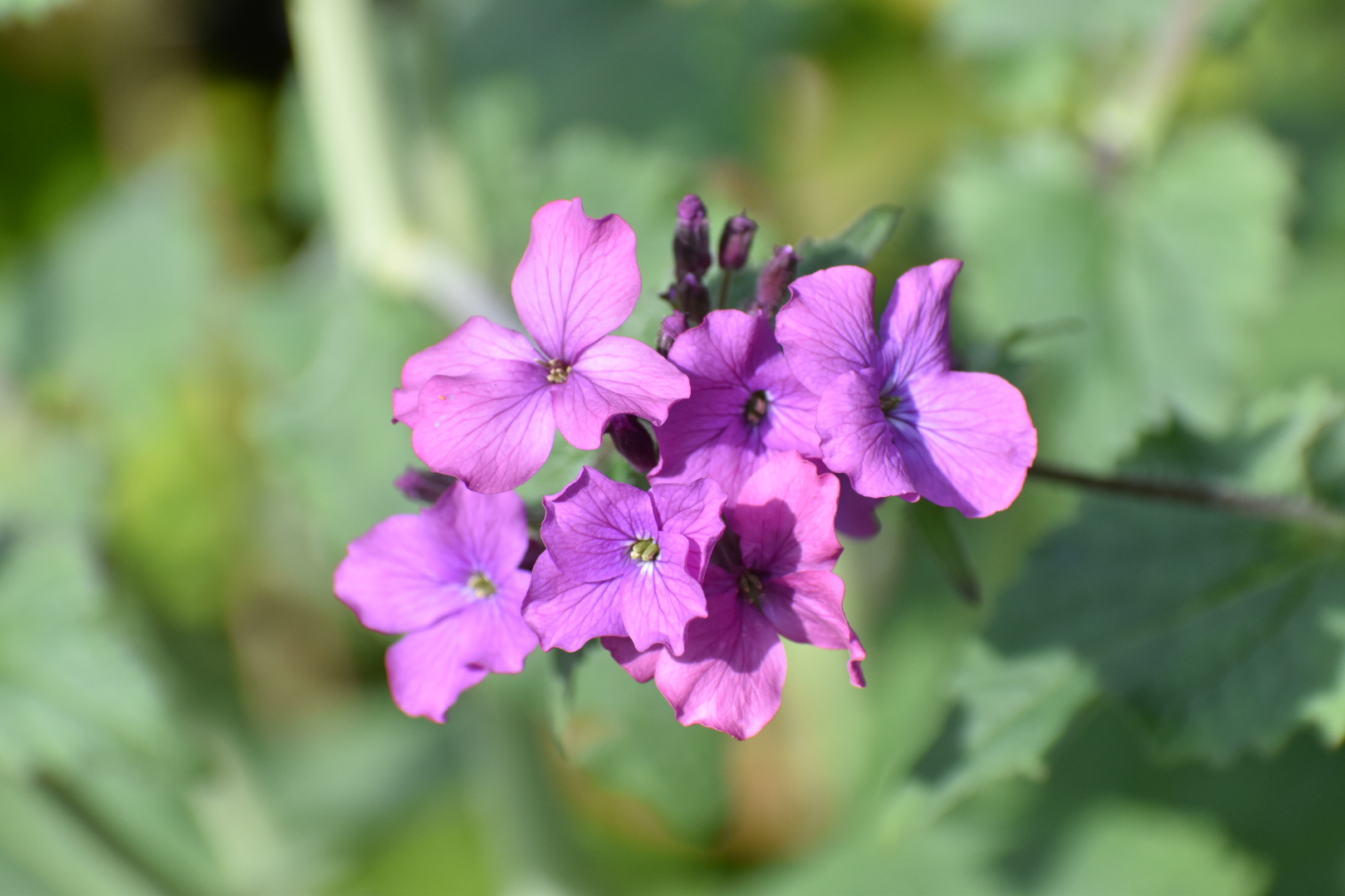 Honesty Lunaria Annua