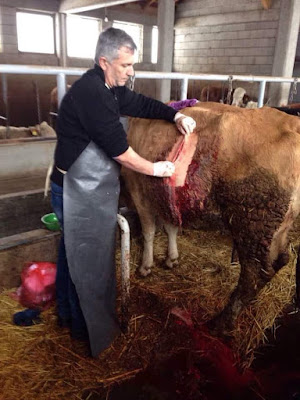 rumenotomy in cow