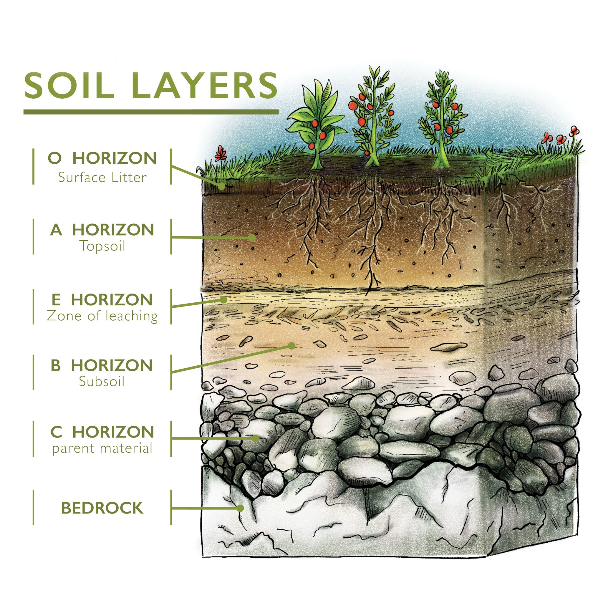 essay on soil profile
