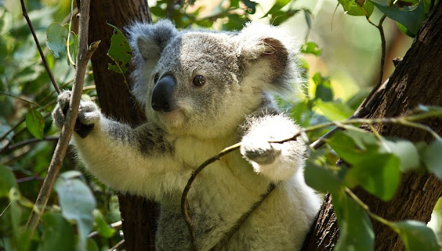 Image: Koala Bear, by Syahir Hakim on Pixabay