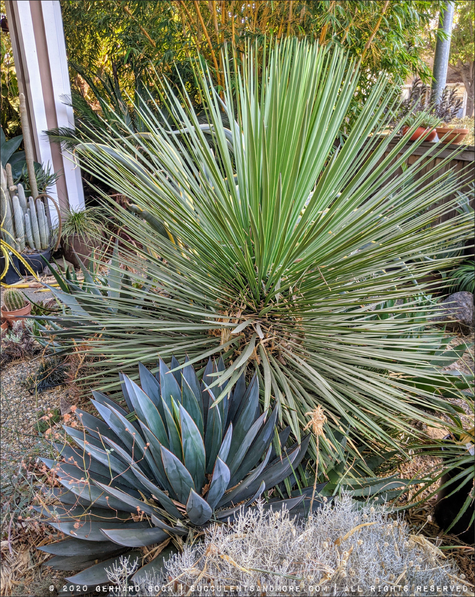 Yucca queretaroensis haircut