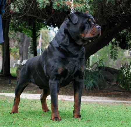 dogs rottweiler strongest guard