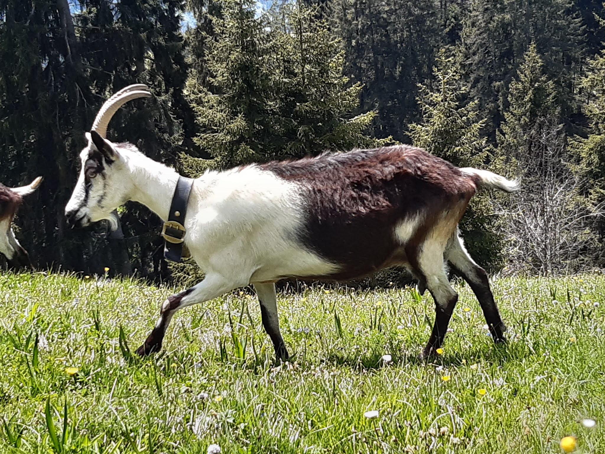 Pfauenziege GR Aktuell