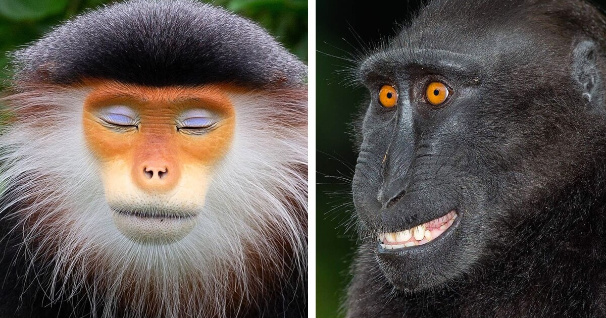 Human-Like Micro-Expressions Of Endangered Animals Across The World (Interview) Human-Like Micro-Expressions Of Endangered Animals Across The World (Interview)