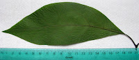 20cmlik evde büyütülen Avokado bitkisinin yaprağı