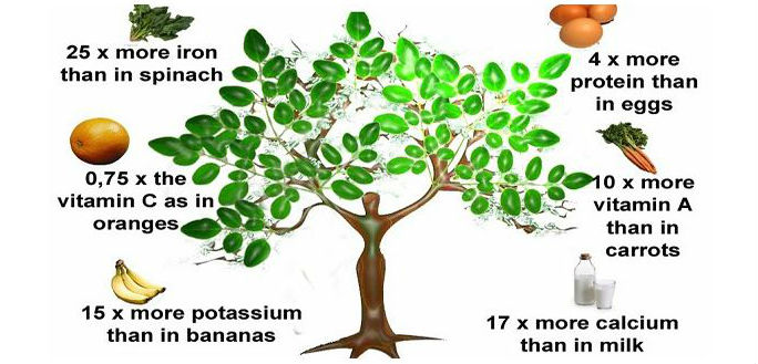 Daun Hijau Ini Bisa Sembuhkan 5 Jenis Kanker Berbeda Terunik News daun-hijau-ini-bisa-sembuhkan-5-jenis-kanker-berbeda-terunik-news