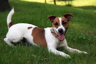 Anjing Penuh Intuisi Parson Russel Terrier