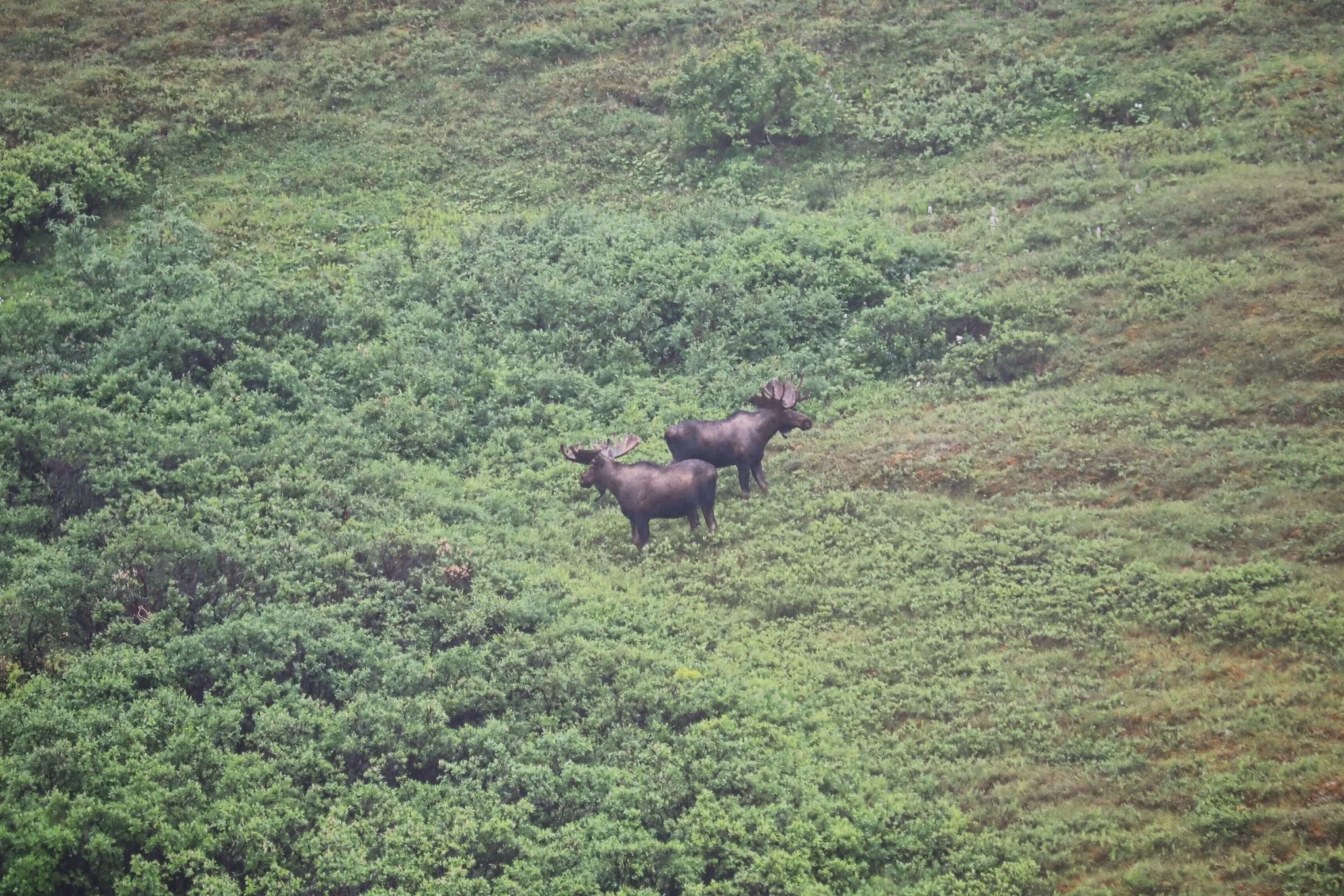 Denali National Park Alaska Wilderness 5