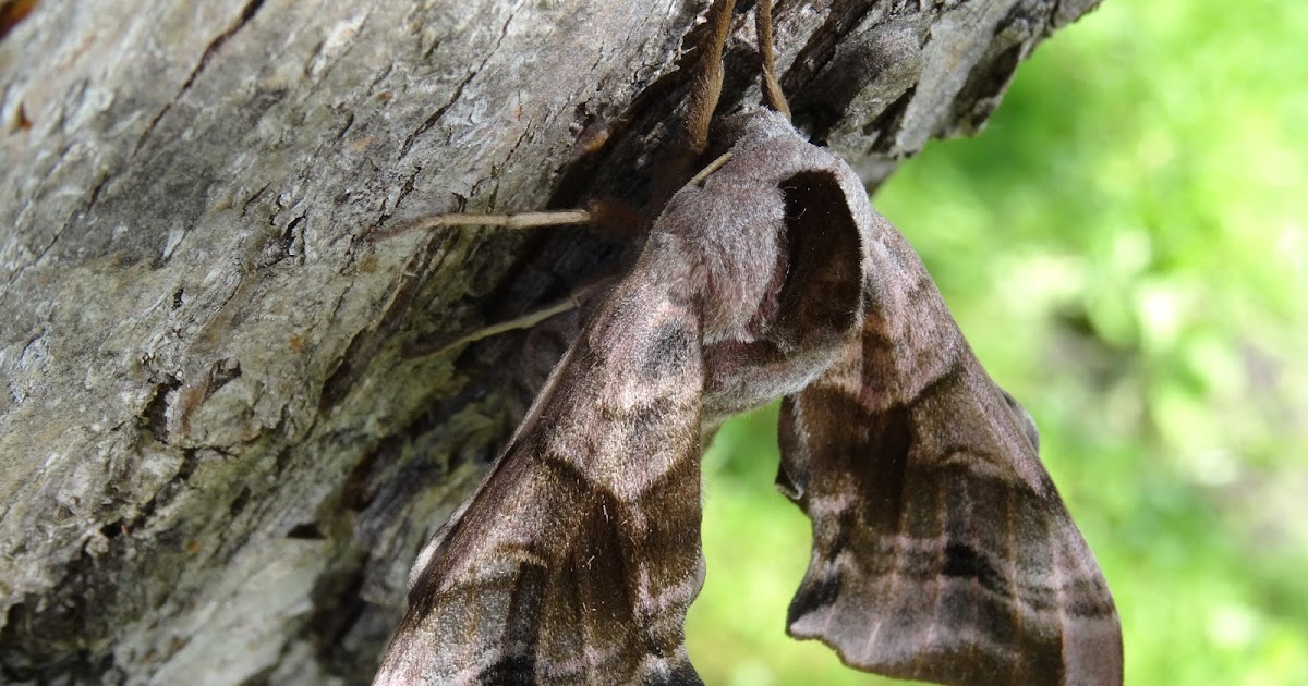Nastrosz półpawik (Smerinthus ocellata).