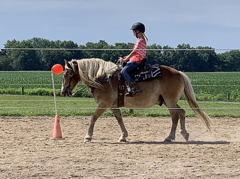 Horse Horses for Sale Haflinger Gelding in Ohio