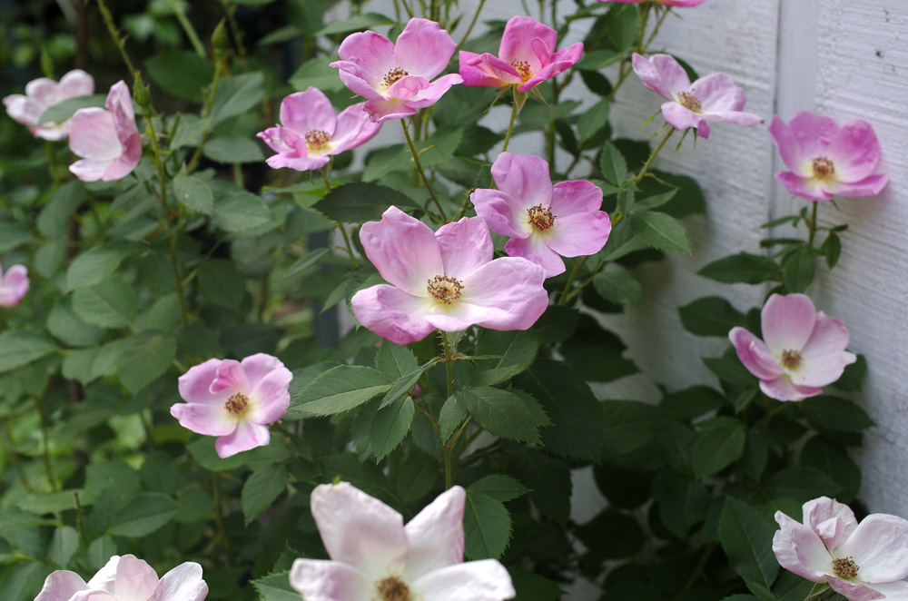North Florida Pictures Pink Knockout rose.